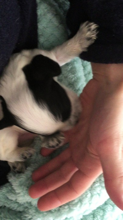 Chiot cocker anglais de 15 jours : des câlins pour s'habituer à la main de l'Homme...