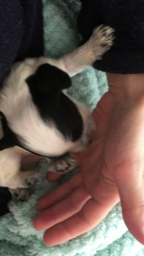 Chiot cocker anglais de 15 jours : des câlins pour s'habituer à la main de l'Homme...