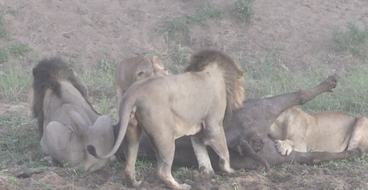 Lions VS Buffle, l'incroyable retournement de situation !
