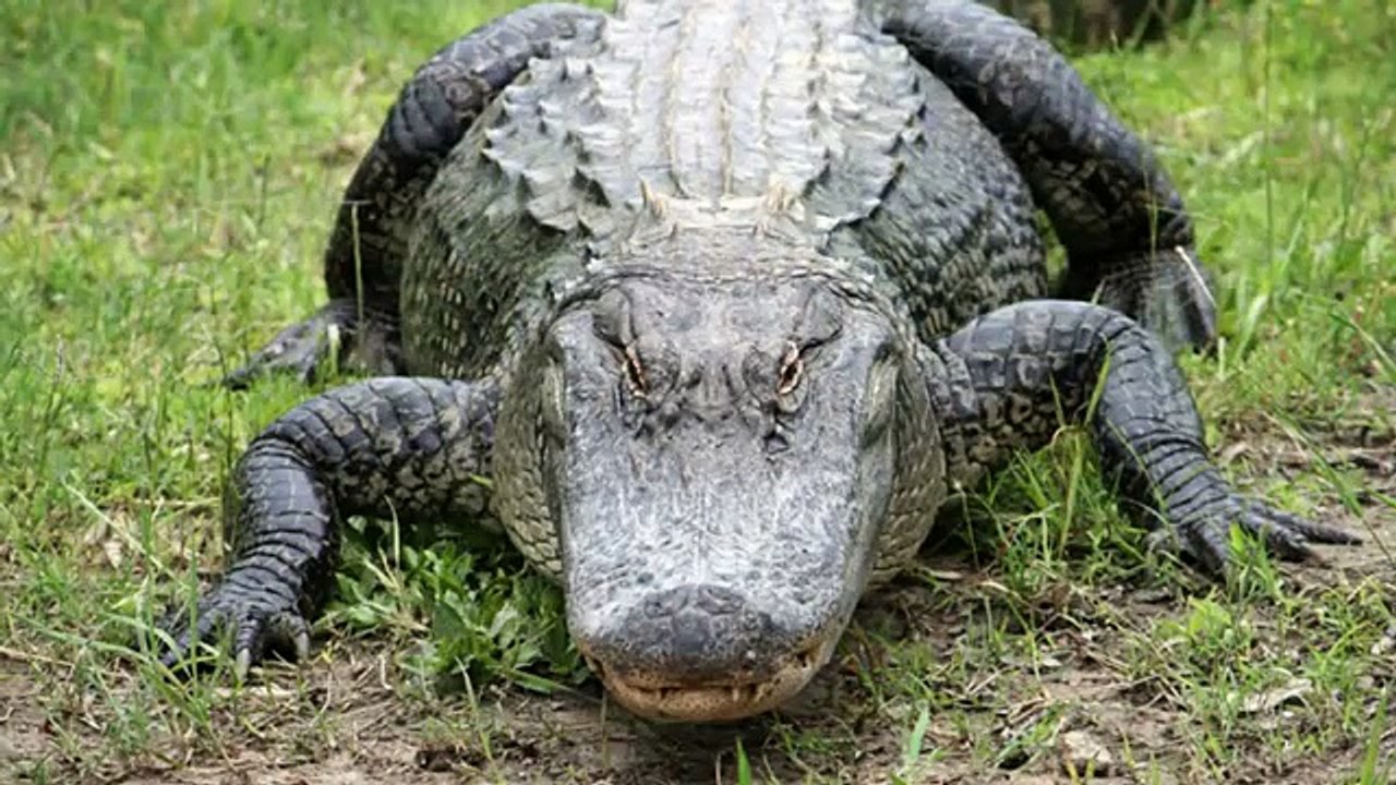 Alligator Sound Effects
