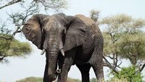 Angry Elephants Sound Effect