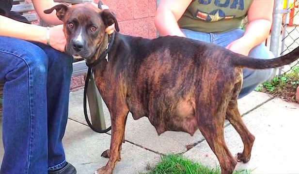 Esta cadela grávida recusou-se a dar à luz os seus filhotes... Quando souberes o motivo... Impressionante!