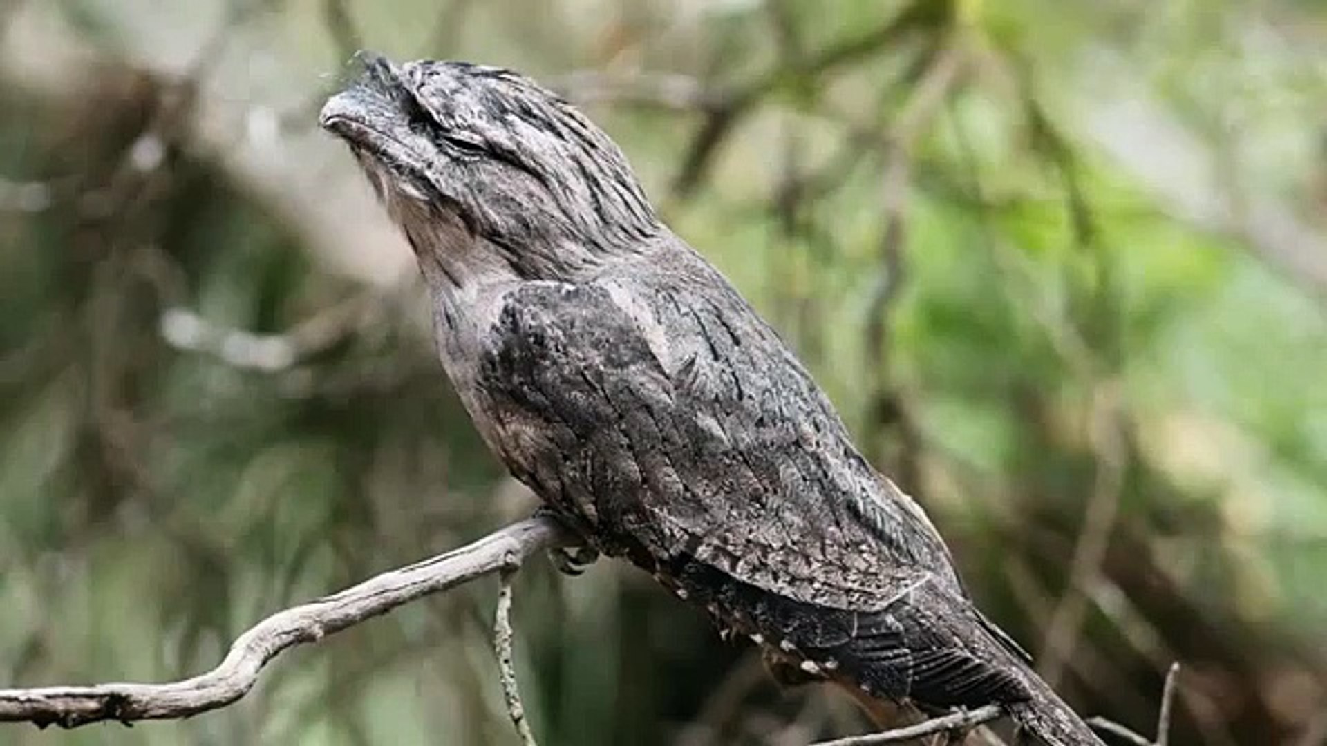 ⁣Australian Frogmouth Bird Sound Effects