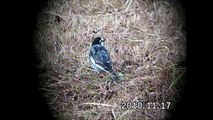 神奈川県の野鳥：エサを探すハクセキレイ(2010.11.17.wmv)