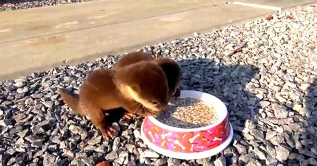 Il nourrit des bébés loutres affamées