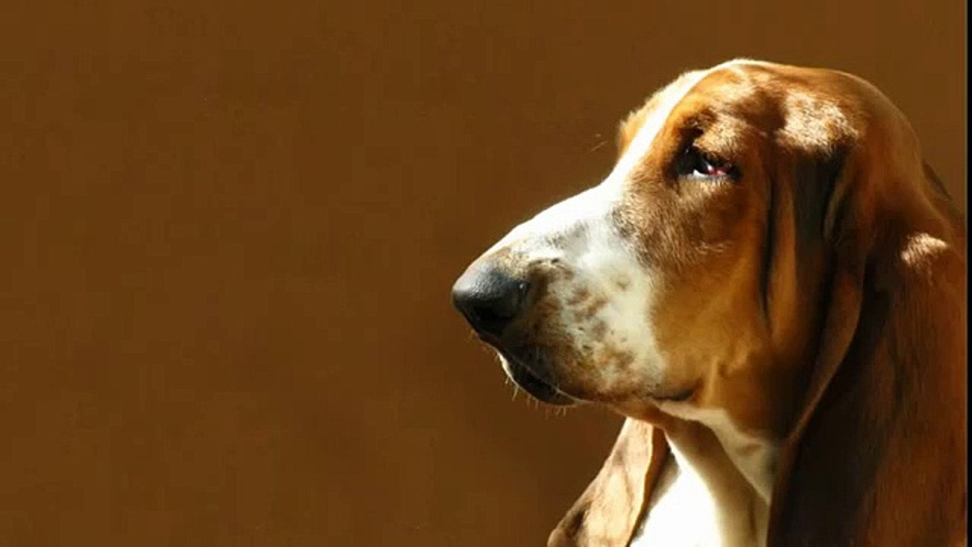 Basset barking hot sale