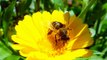 Bee Buzzing Sound Effect