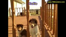 Collie, Puppies, For, Sale, In, Billings, Montana, MT, Missoula, Great  Falls, Bozeman