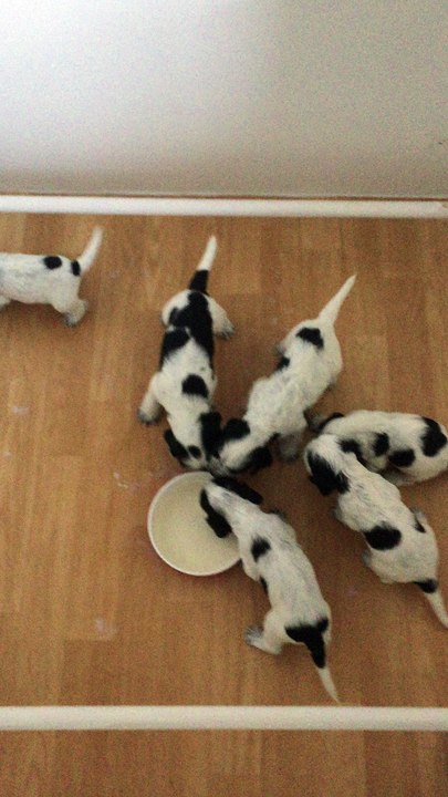 Présevrage chiots cockers anglais de 3 semaines