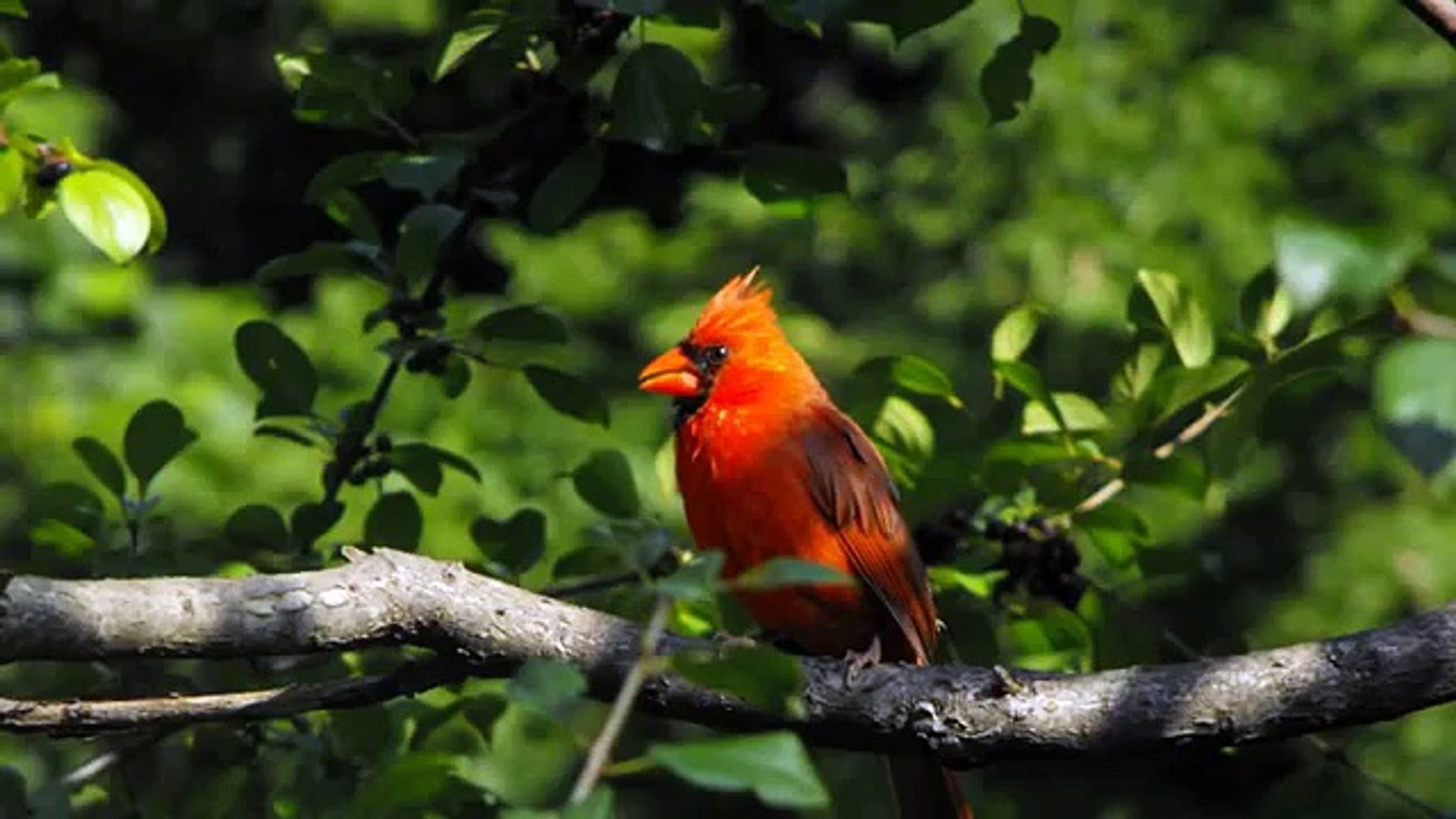 ⁣Cardinal Bird Singing Sound Effects