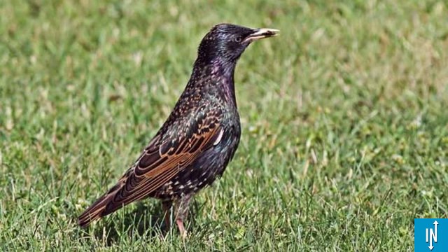 L'Europe a perdu 421 millions d'oiseaux d'espèces communes en 30 ans