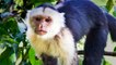 Capuchin Monkey Sound Effects