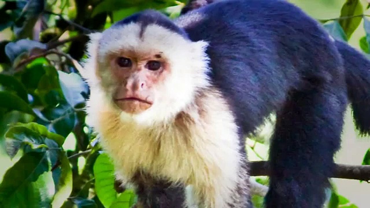 Capuchin Monkey Sound Effects