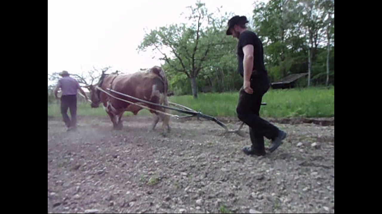 démonstration de la "forcat" rencontres de bouviers 2016 alsace