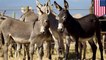 If you have half an acre of land, you may consider adopting one of the last 50 donkeys from Hawaii