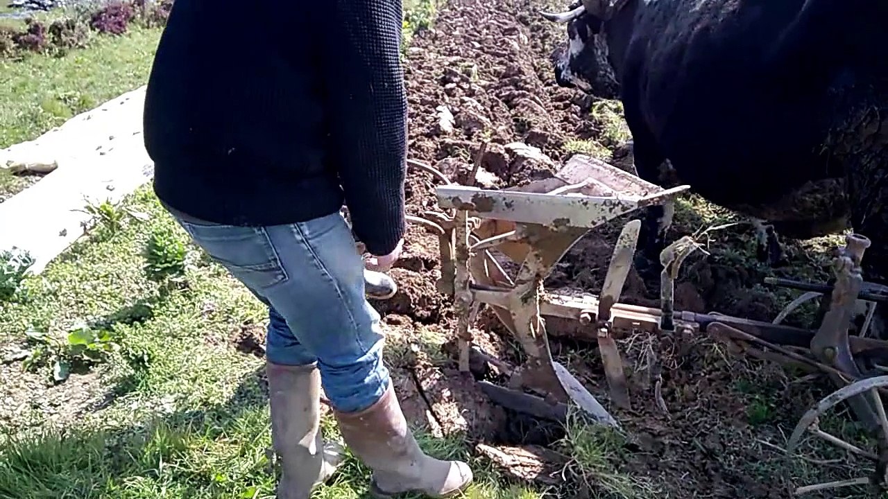 labour au brabant sur la ferme de jo durand et Christine Arbeit au Dresny (44) durant l'hiver 2015 2016