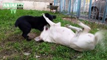 Cute Dogs Playing, Flirting and Trying to Mating [NEW HD VIDEO]