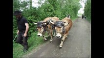 Passage du canadien avec deux boeufs Parthenay chez jérome czubak à Maillezais (85)