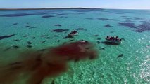 Des dizaines de requins encerclent des bateaux et mangent les restes d'une baleine