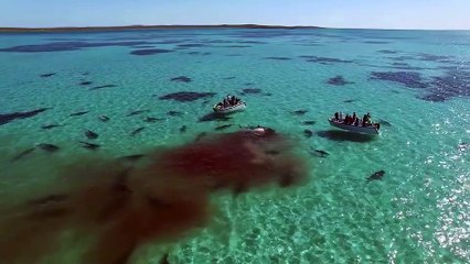 Des dizaines de requins encerclent des bateaux et mangent les restes d'une baleine