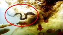 Piranhas vs Anaconda - Piranhas Fishes Attack Anaconda In The Water