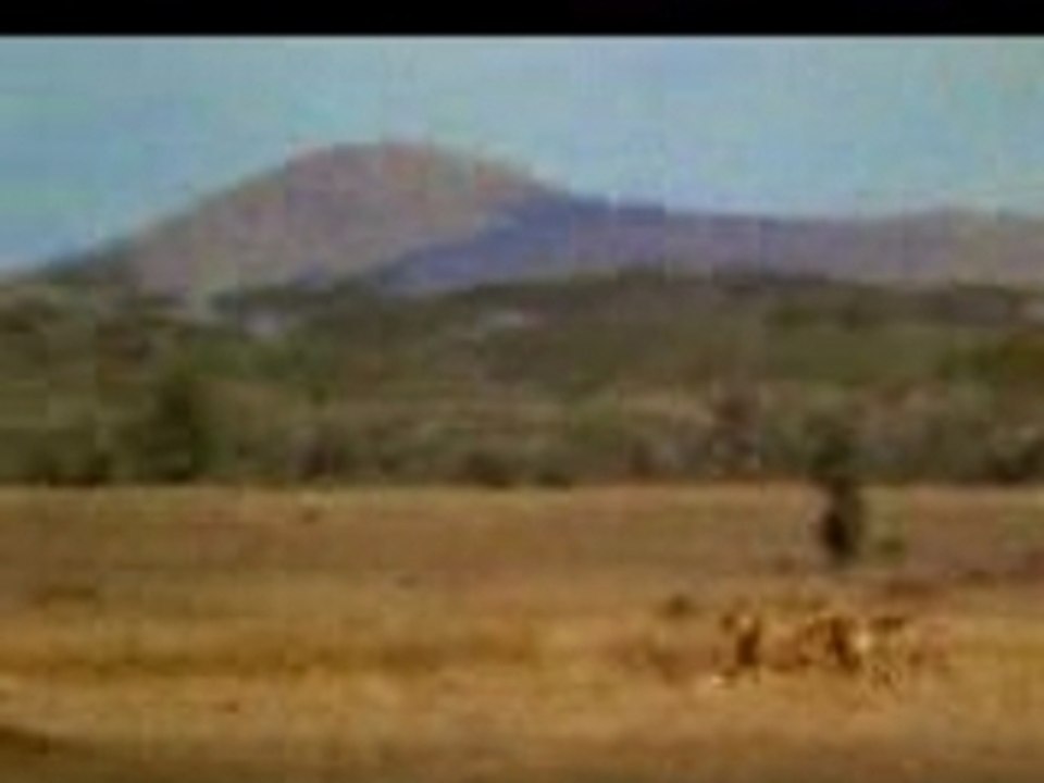 nostra en sauveur de gazelle