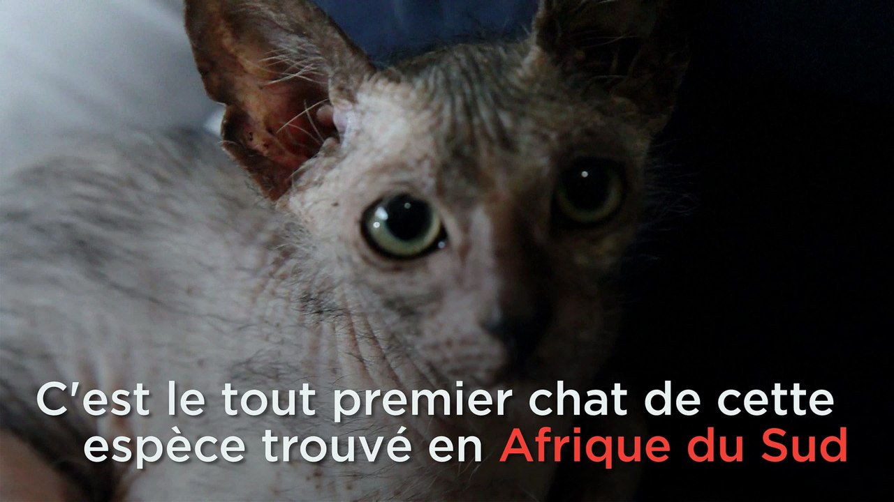 Le premier "chat-garou" trouvé en Afrique du Sud