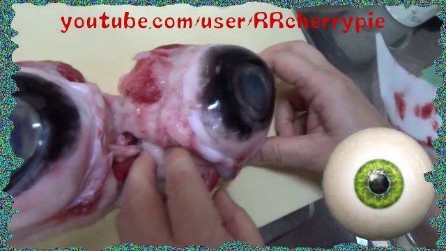 Cuisiner des globes oculaires de thon - Miam, appétissant