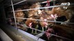 Une vidéo dénonce les conditions d'élevage de poules pondeuses