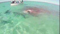 Un festín en el océano: 70 tiburones devoran ballena muerta