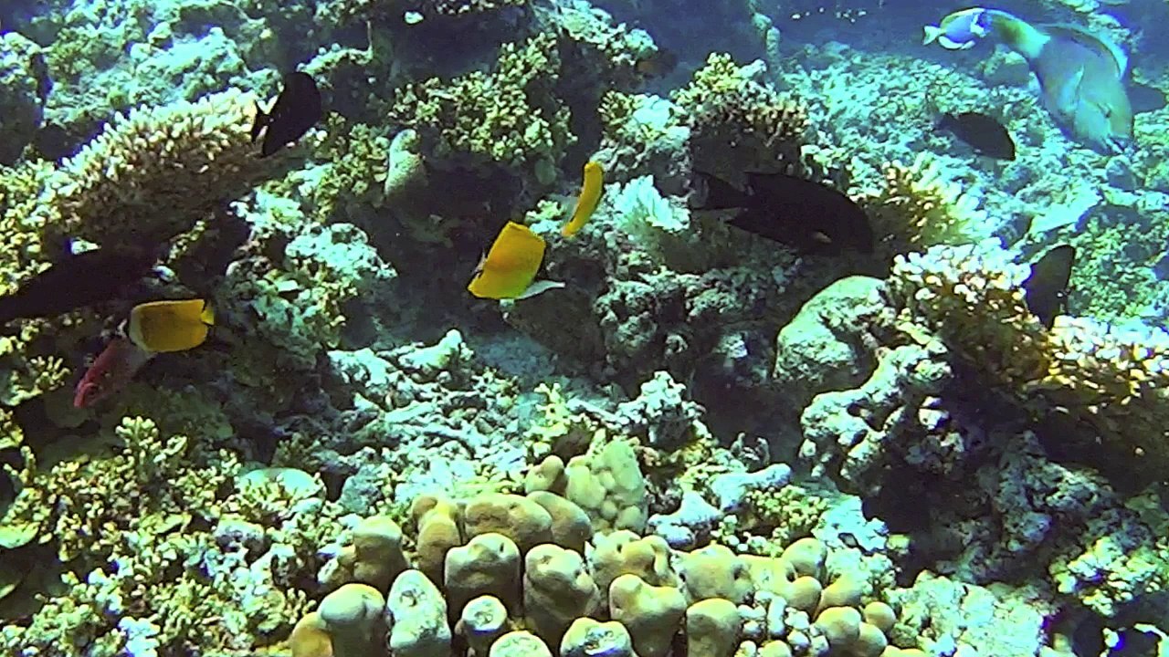 Maldives 2016 Net 3