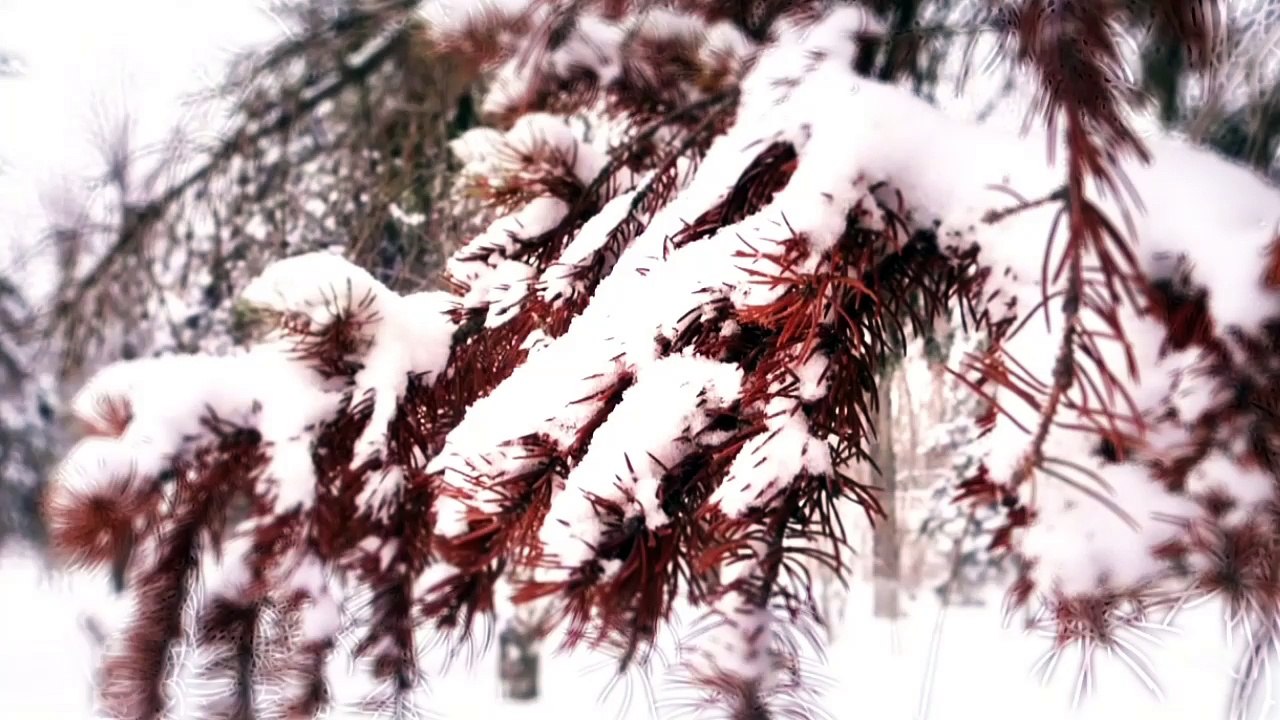 Зимняя сказка в Сталинграде