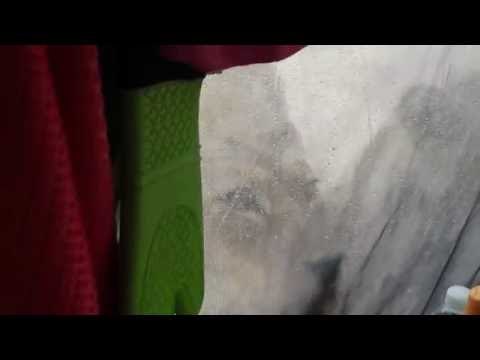 Lions Lick Water Off Tent as Campers Watch Silently Inside