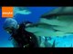 Divers Swim With Frenzy of Friendly Sharks
