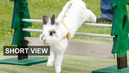 A bunny market — bears and bulls beware