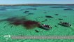 Drone captures shark feeding frenzy on whale in Australia