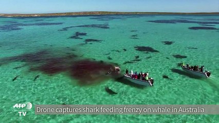 Drone captures shark feeding frenzy on whale in Australia