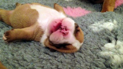 Mâle N° 2 pendant la sieste , 17 jours