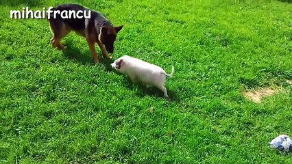Mini Pig - A Cute Micro Pig Videos Compilation 2016 || NEW HD