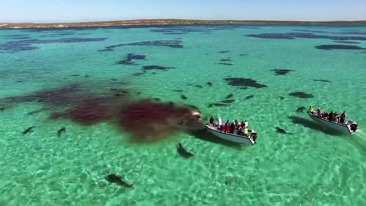 Das große Fressen - Tigerhaie zerfleischen Wal