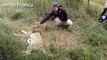 Cheetah Purring - A Cute Big Cat Videos Compilation