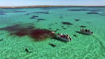 Festín de tiburones en Australia, a vista de drone