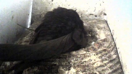 Mauersegler Nestcam 2016.07 - 24. Mai - Brüten im Nest 1 - Nest 2 noch leer