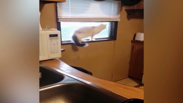 Испугать кота. Смешные приколы кошки