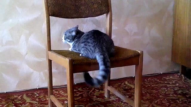 Кот акробат. Смешные приколы кошки