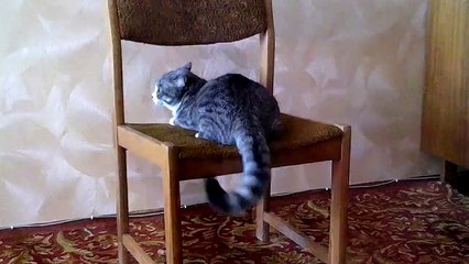 Кот акробат. Смешные приколы кошки