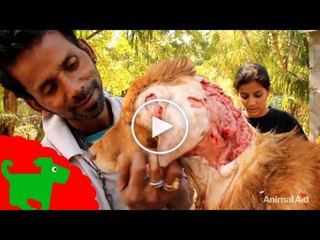 [Touching] the man and the poor dog