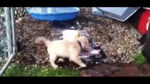 L'incroyable amitié entre un golden retriever et un canard. Trop mignon !