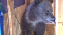 Villagers Adopt Orphaned Bear Cub After Parents Killed by Poachers