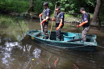 VIDEO. Pêche électrique dans le Marais poitevin